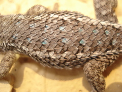 Sceloporus albiventris