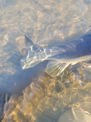 Catostomus ardens