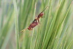 Trogomorpha arrogans