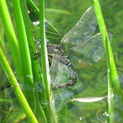 Rhionaeschna multicolor