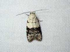 Tracholena sulfurosa