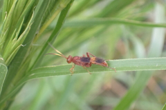 Trogomorpha arrogans