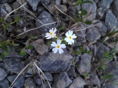 Primula mistassinica