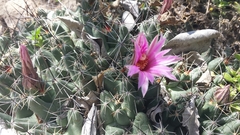 Coryphantha macromeris