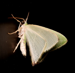 Urolitha bipunctifera