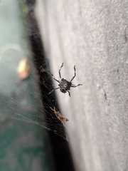Halyomorpha halys