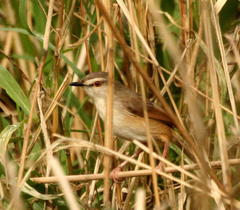 Prinia subflava affinis