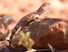 Ctenophorus caudicinctus