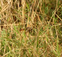 Prinia subflava affinis