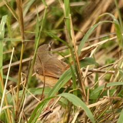 Prinia subflava affinis