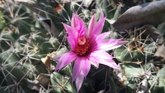 Coryphantha macromeris