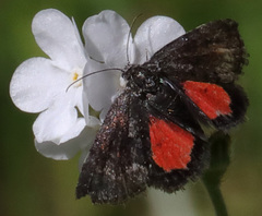 Annaphila spila