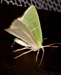 Urolitha bipunctifera