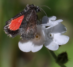 Annaphila spila