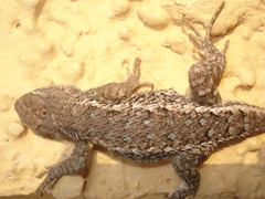 Sceloporus albiventris