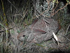 Pronolagus saundersiae