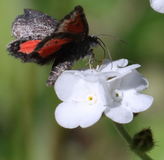 Annaphila spila