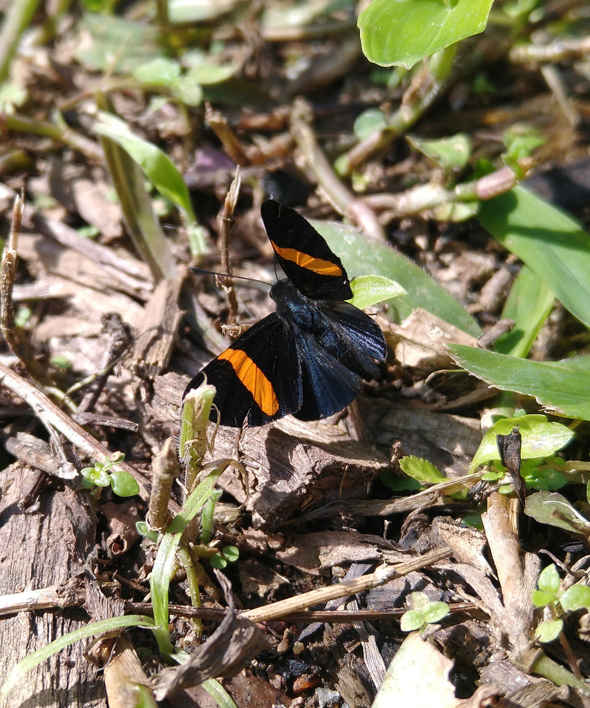 Isapis agyrtus