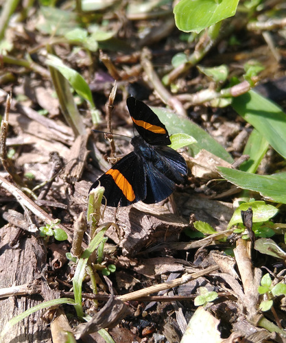 Isapis agyrtus
