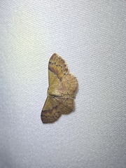 Leptostales ferruminaria