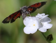 Annaphila spila