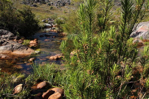 Ixianthes retzioides (Ixianthes retzioides)