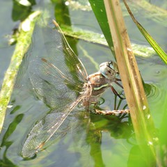 Rhionaeschna multicolor