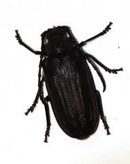 Pixodarus spiniscapus