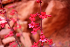 Penstemon utahensis