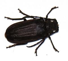 Pixodarus spiniscapus