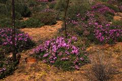 Ruschia tribracteata