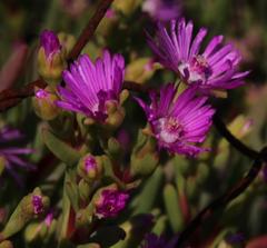 Ruschia tribracteata