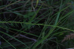 Hebenstretia integrifolia