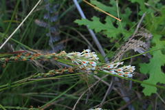 Hebenstretia integrifolia