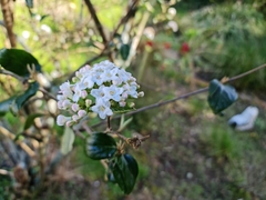 Viburnum foetidum