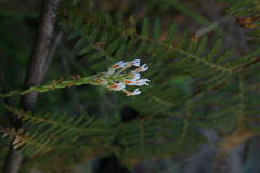 Hebenstretia integrifolia