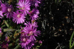 Ruschia tribracteata