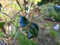 Viburnum foetidum