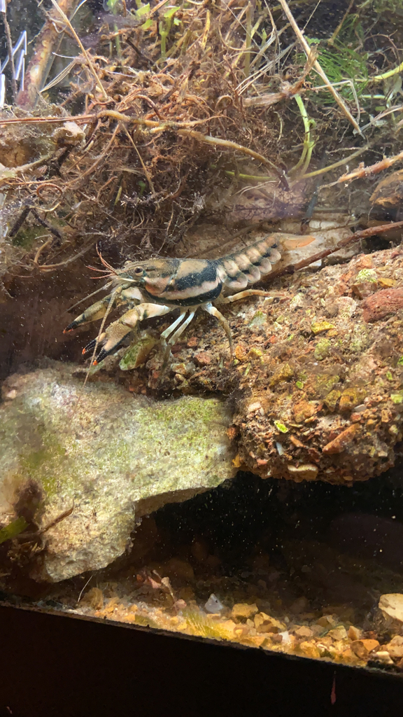 Ringed Crayfish