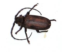 Pixodarus spiniscapus