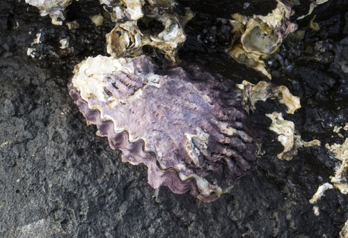 coral rock oyster