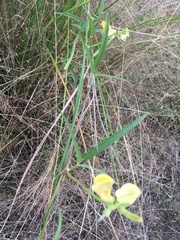 Crotalaria lanceolata