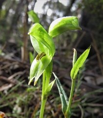 Pterostylis lineata