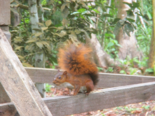 Southern Amazon Red Squirrel