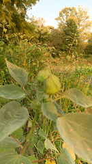 Hibiscus lasiocarpos