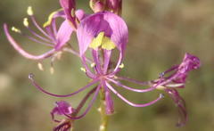 Cleome maculata
