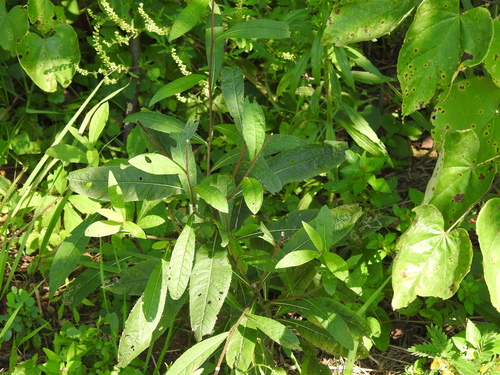 Vernonia gigantea