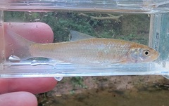 Hybognathus nuchalis