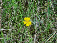 Hibbertia crinita