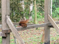 Southern Amazon Red Squirrel photo 5
